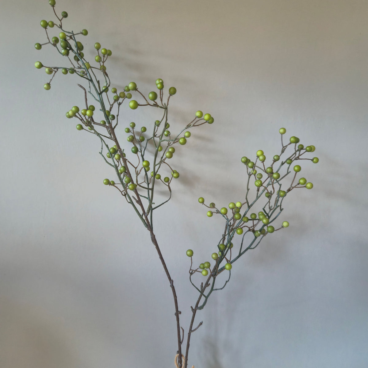 Zijdetak groene bes