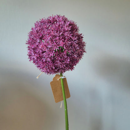 Zijdetak Allium
